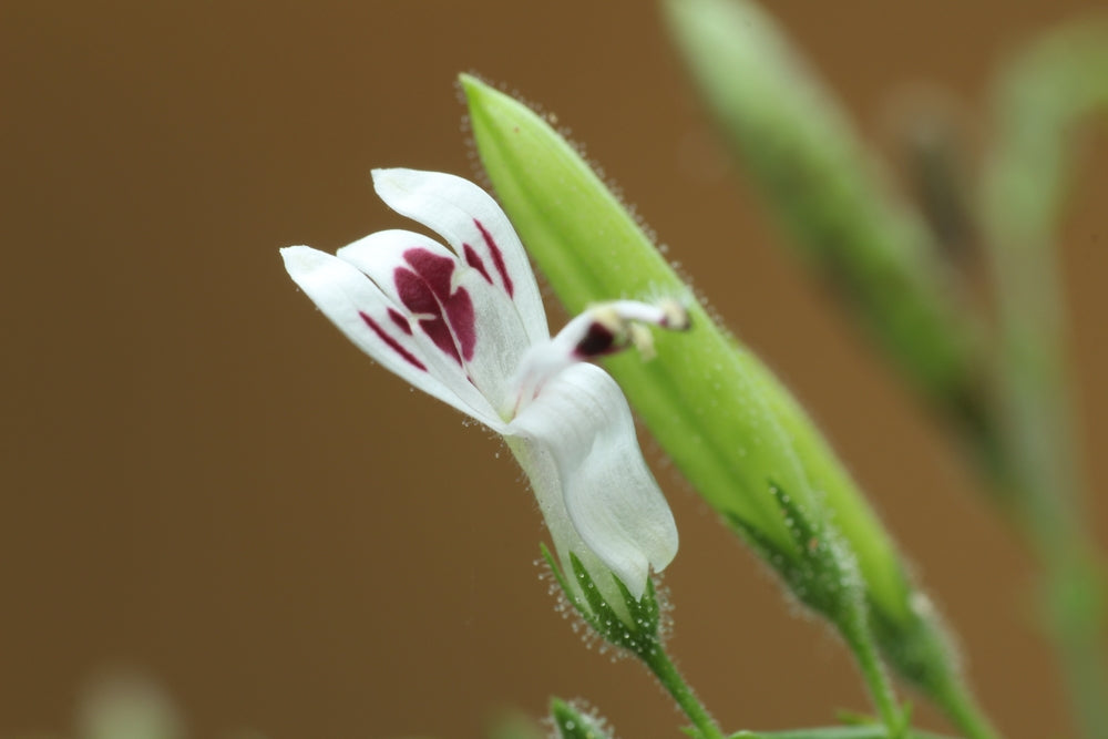 Andrographis paniculata