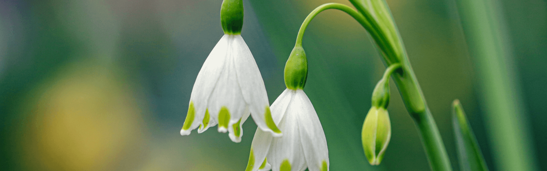Seasonal Allergies: Can Natural Remedies Help?