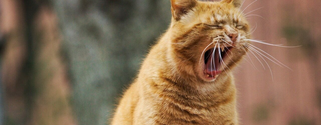 Natural Healthy Weight Strategies for Pets