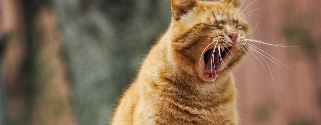 Natural Healthy Weight Strategies for Pets