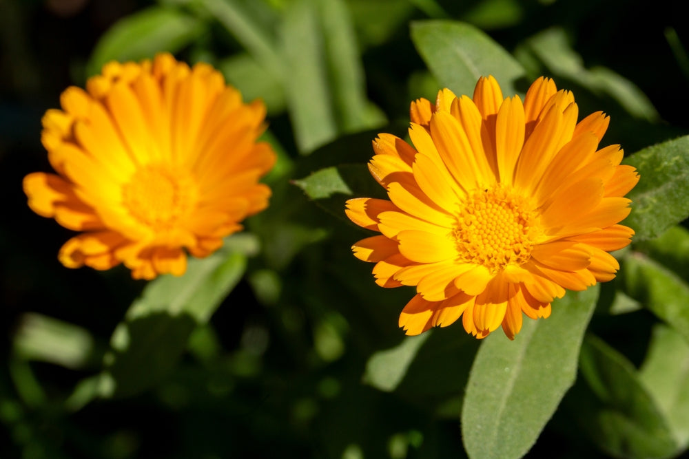 Calendula
