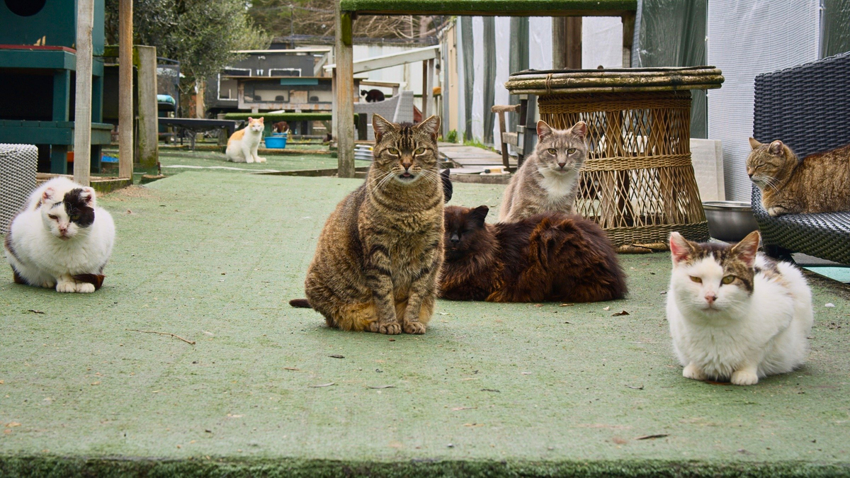 New Zealand Cat Foundation