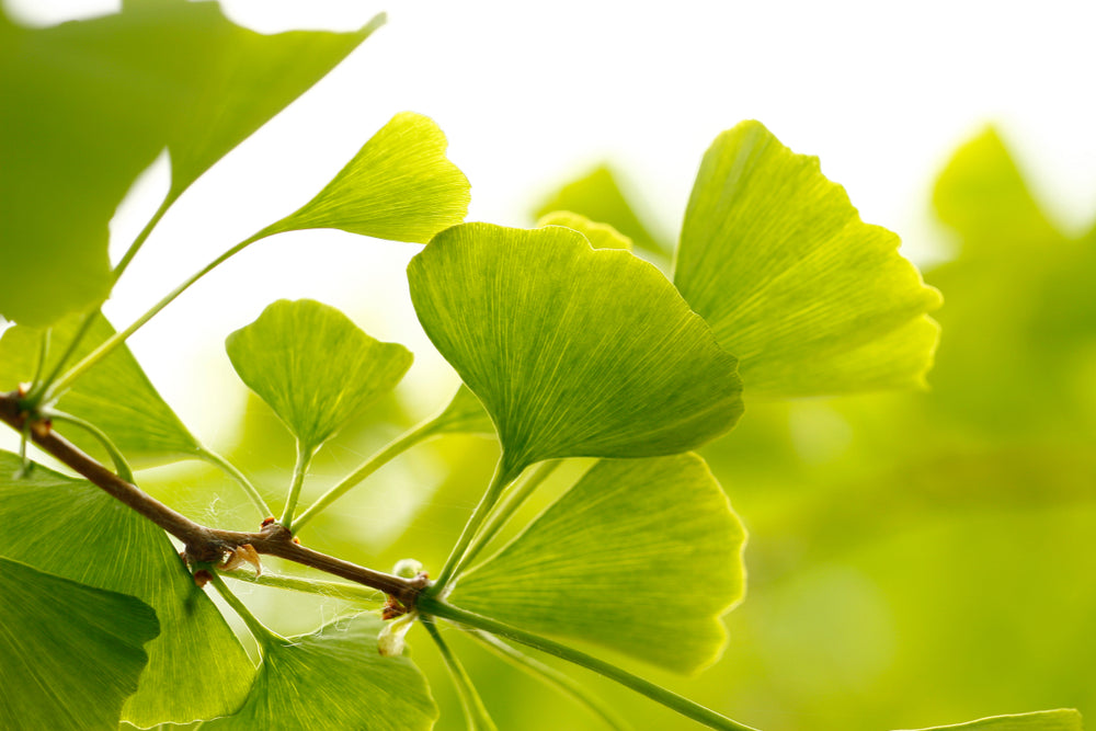 Ginkgo Biloba