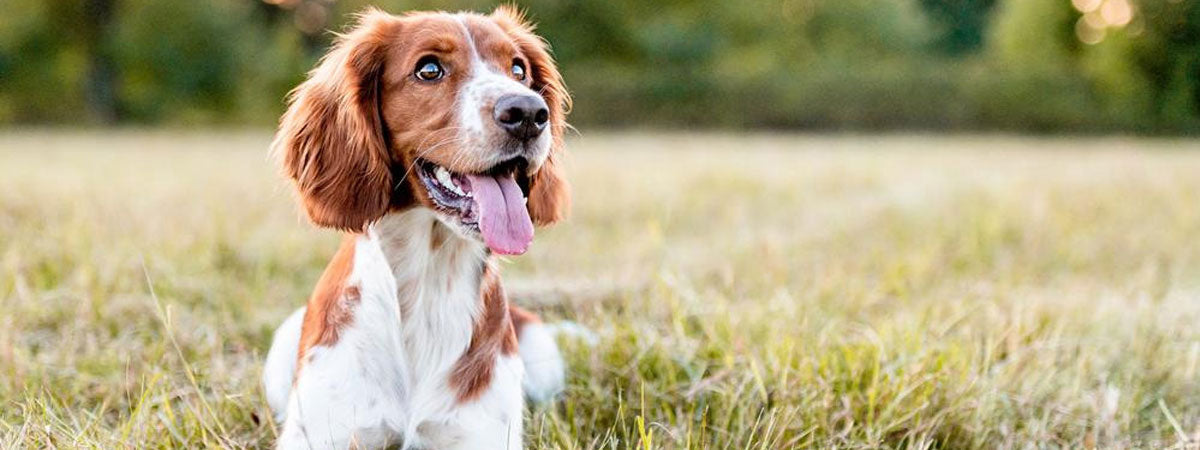 The Power of Greenshell™ Mussel: Nature’s Superfood for Pet Health & Wellness