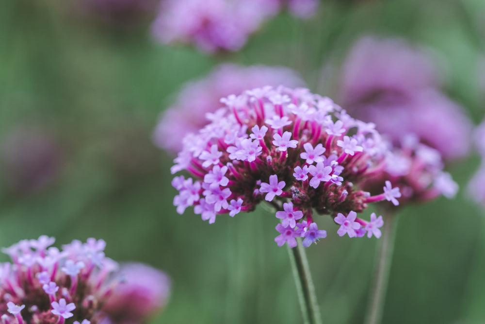 Vervain