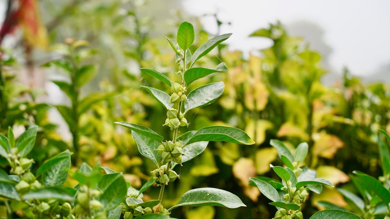 Ashwagandha (Withania somnifera)