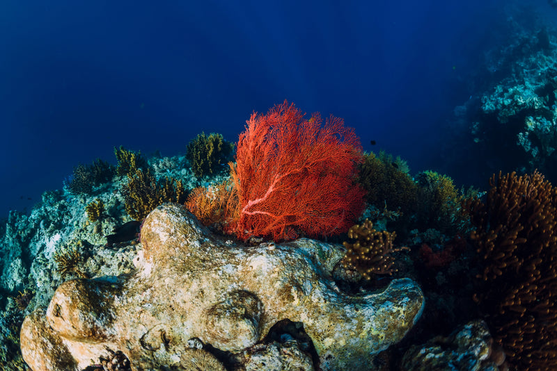 Astaxanthin