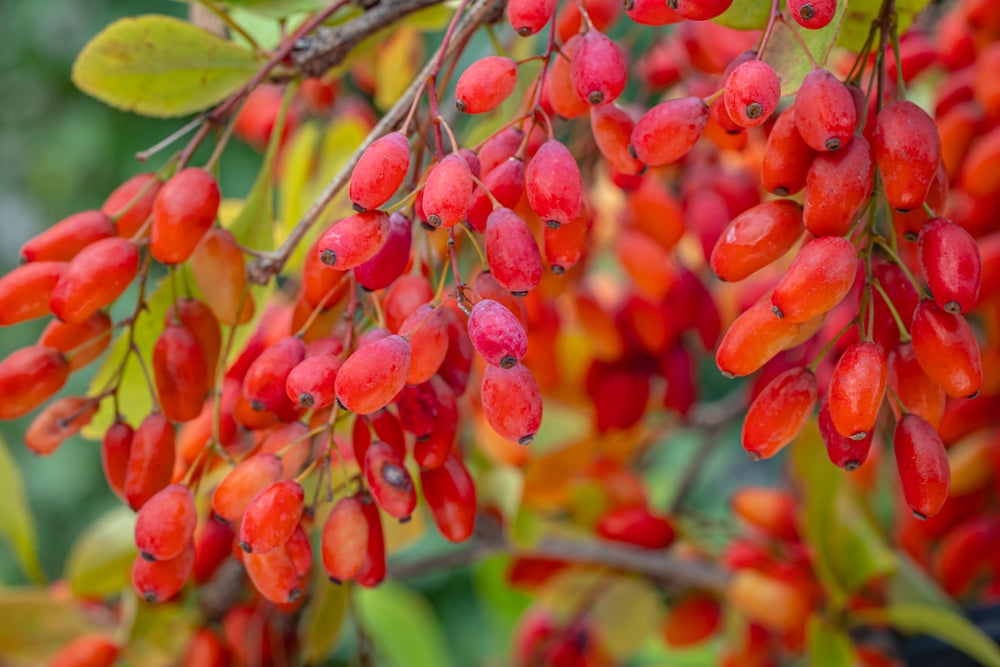 Berberine