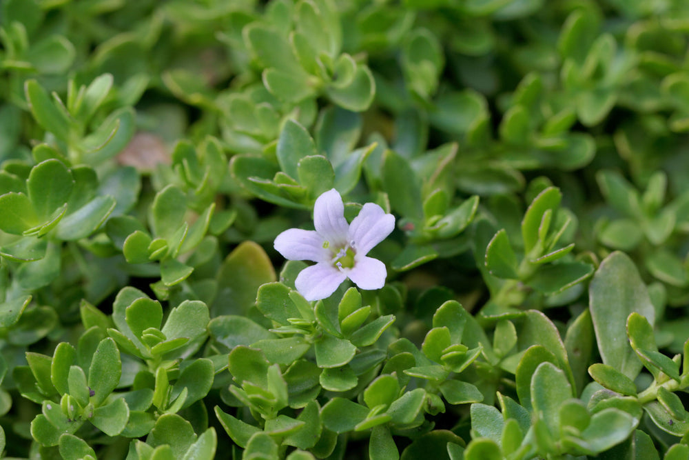 Brahmi (Bacopa monnieri)