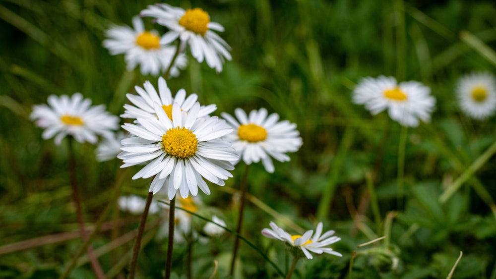 Chamomile