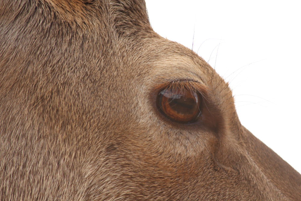 NZ Deer Blood