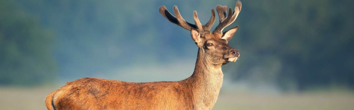 NZ Deer Velvet & Immunity: Science Meets Tradition.