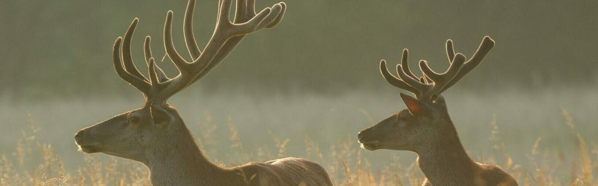 Deer Velvet To Support Athletic Performance and Recovery