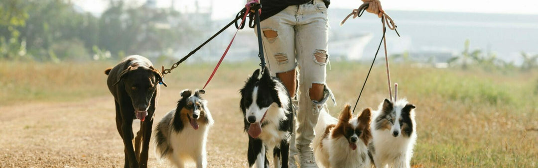 Dog Arthritis: Symptoms and Warning Signs to Watch For
