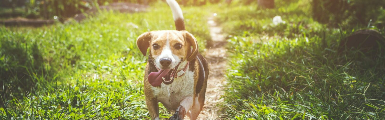Supplements That Your Pup Needs Just as Much as You