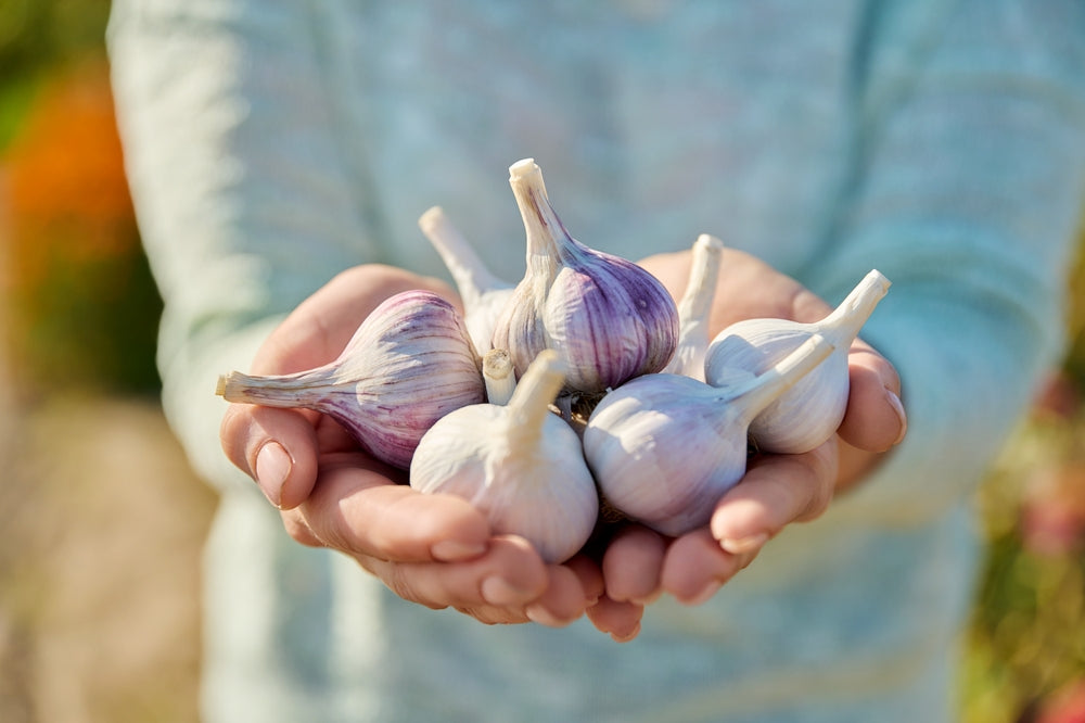 Garlic