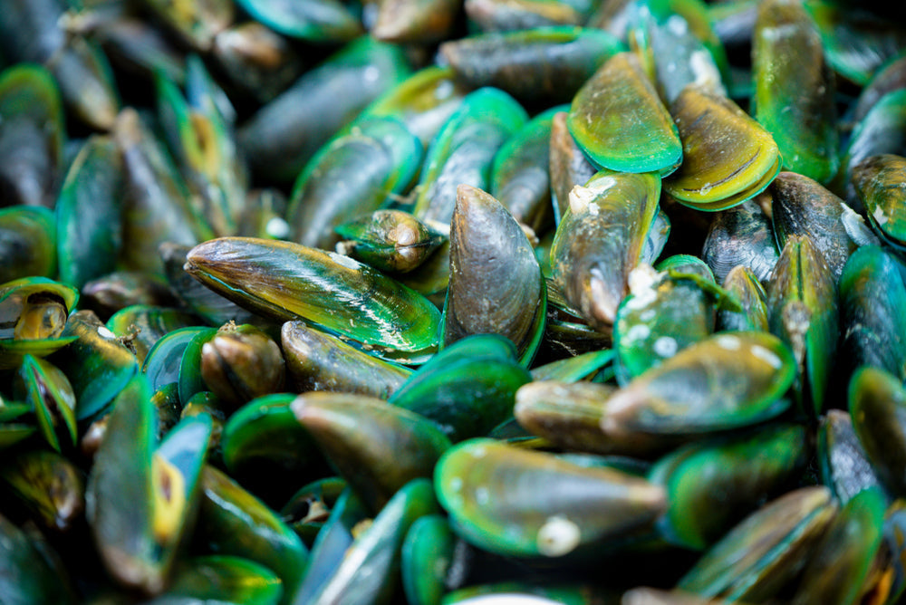 NZ Greenshell Mussel