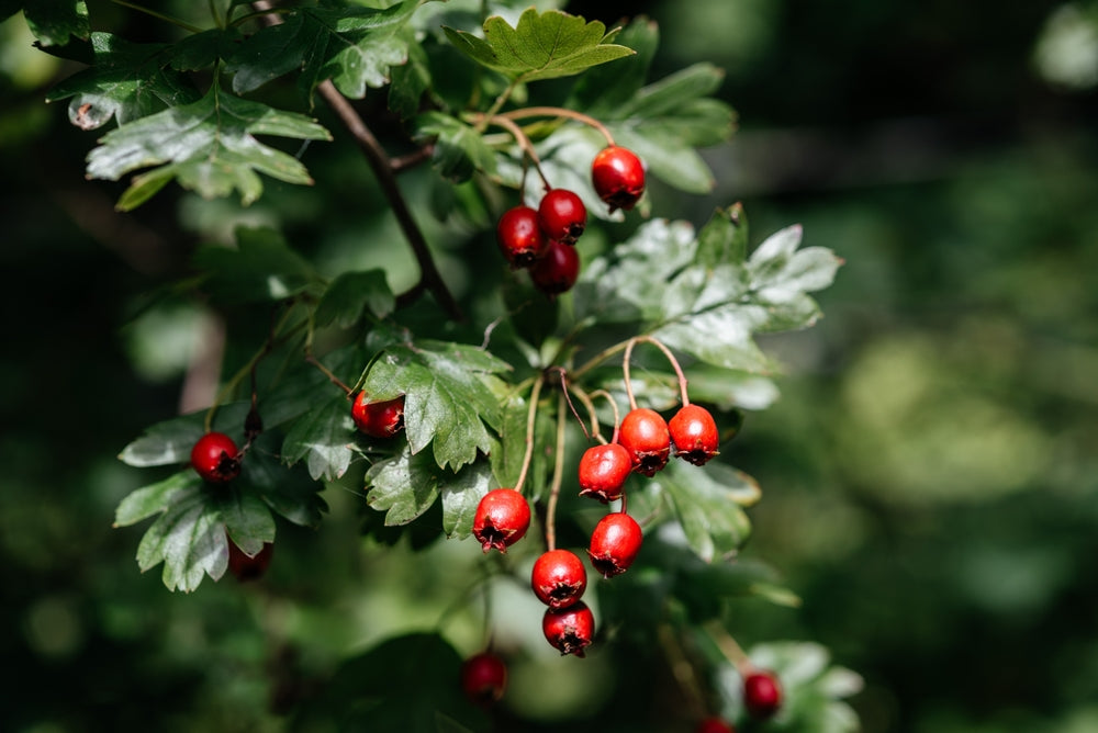 Hawthorn