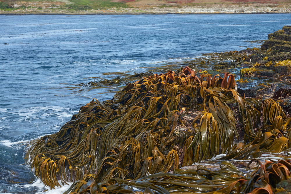 Kelp