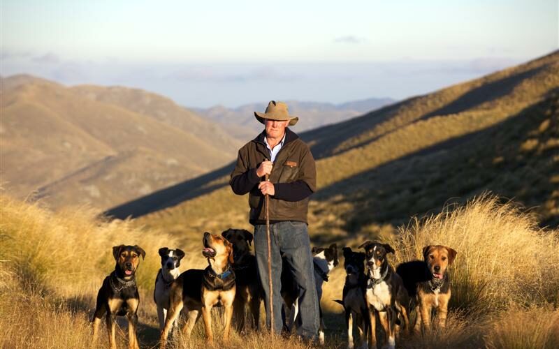 Fueling Adventure: Natural Support for Active & High Energy Dogs