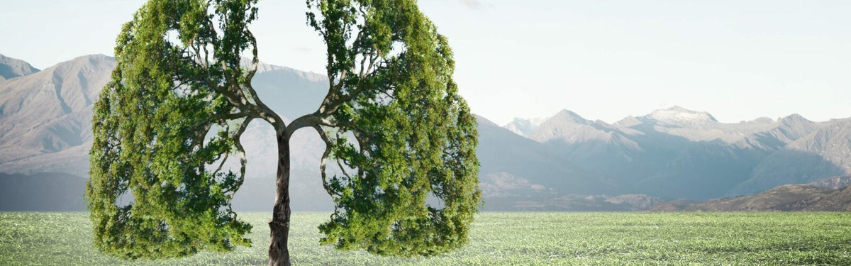 Healthy Lungs: A Guide to Keeping Your Lungs in Top Shape