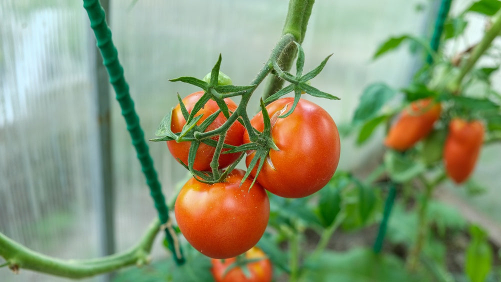 Lycopene