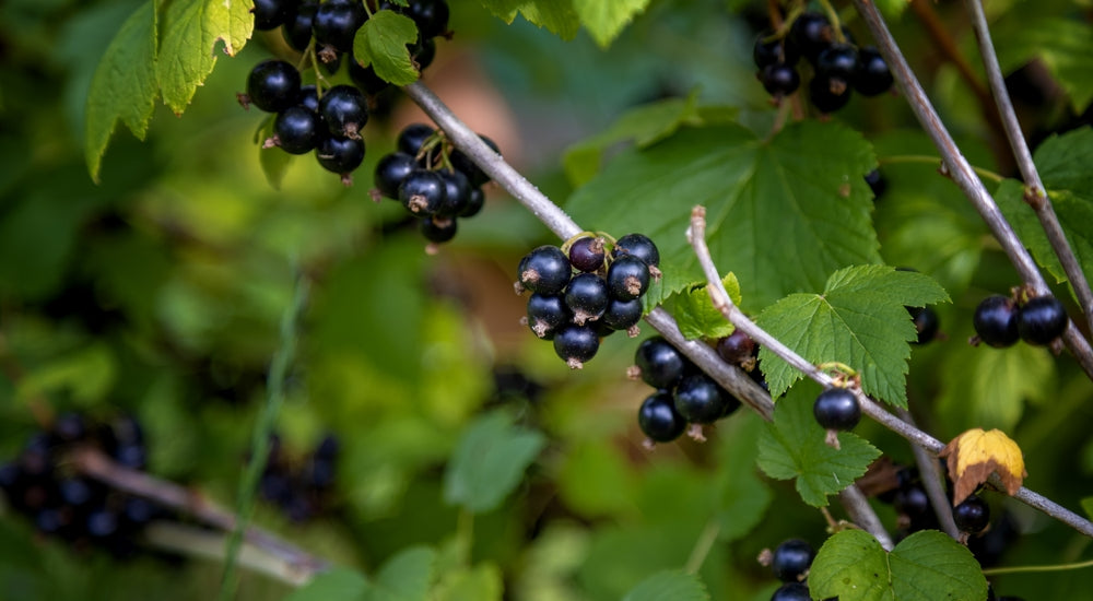 NZ Blackcurrant