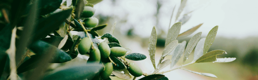 Unlocking the Formidable Properties of Olive Leaf Extract: A Comprehensive Guide
