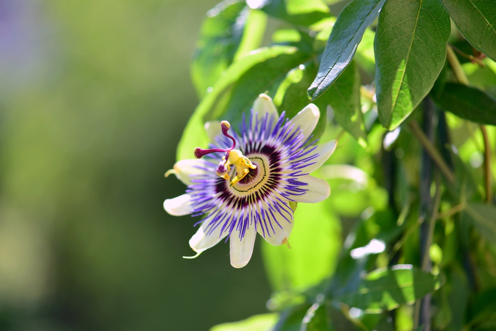 Passionflower