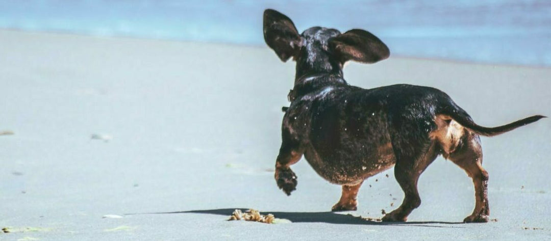 Unlocking the Power of Omegas for Your Pet