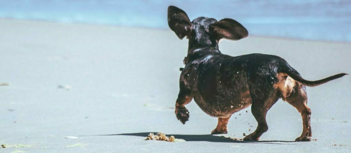 Unlocking the Power of Omegas for Your Pet