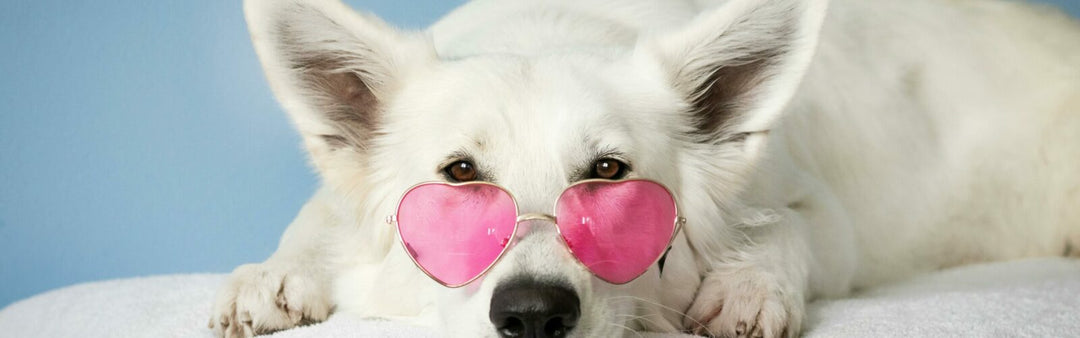 Pet Stress & Anxiety: Natural Ways to Keep Them Calm