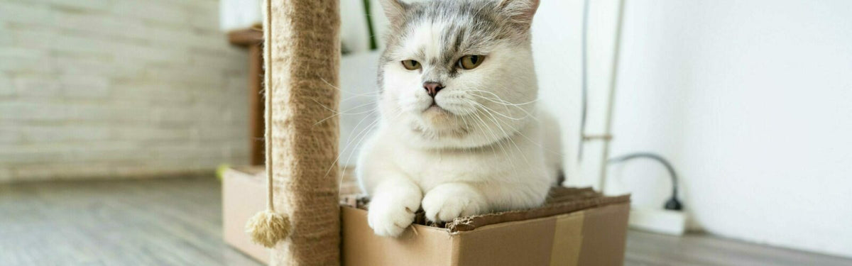 Foggy Moggy? Confused Canine? Natural Ways To Support Pet Brain Health