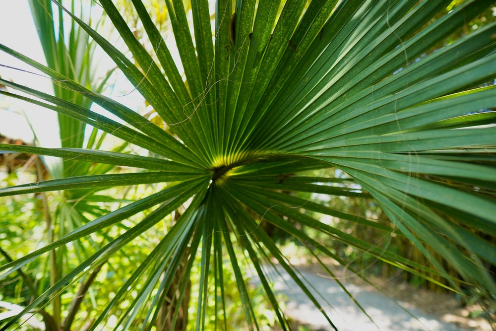 Saw Palmetto