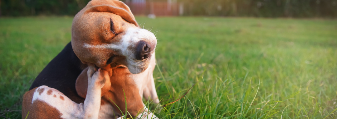 Natural Support for Pet Allergies