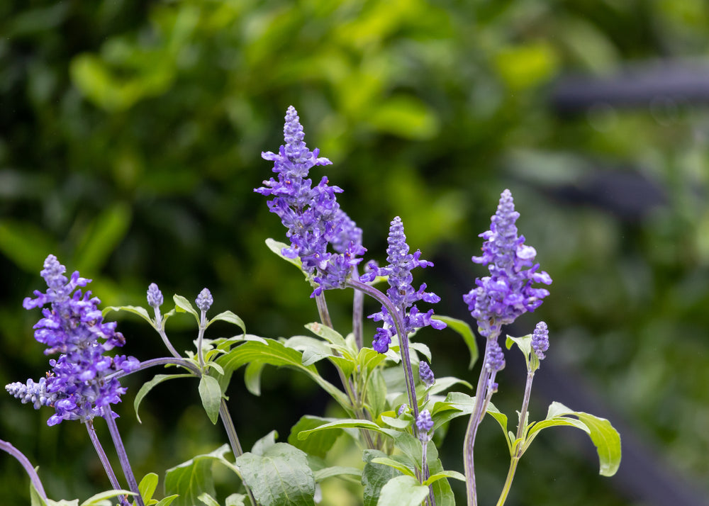 Skullcap