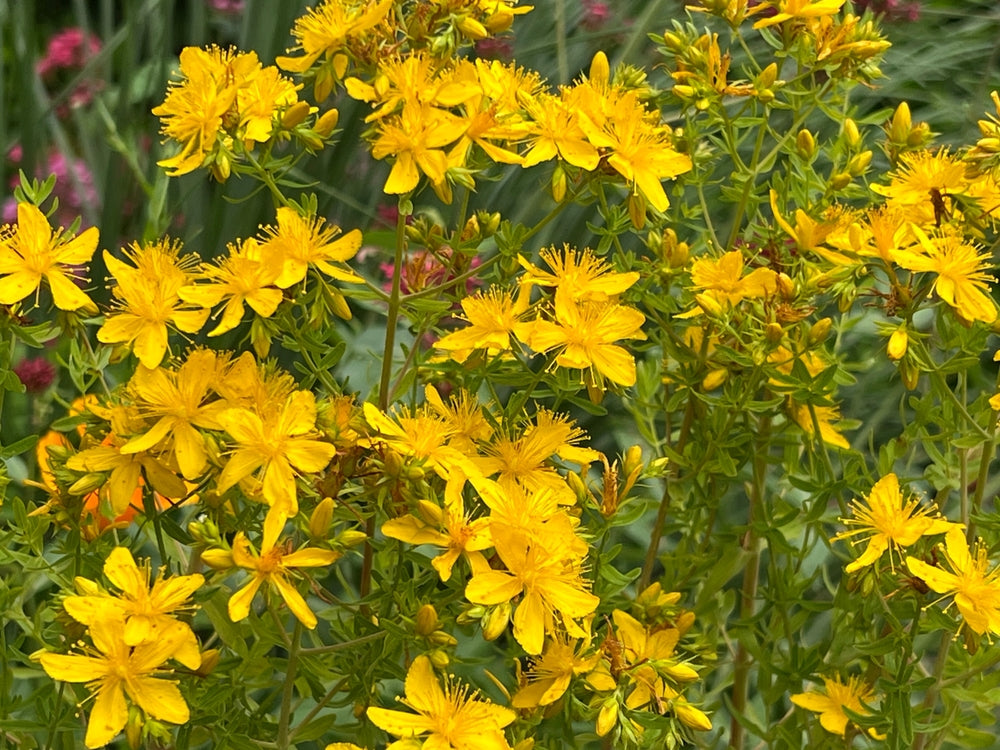 St John’s Wort