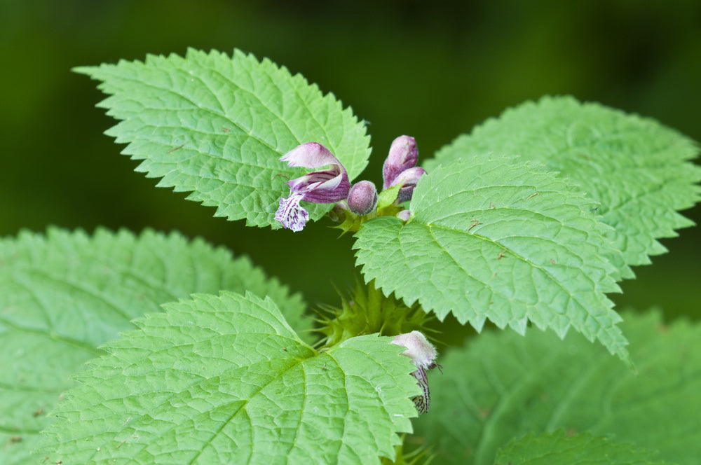 Stinging Nettle
