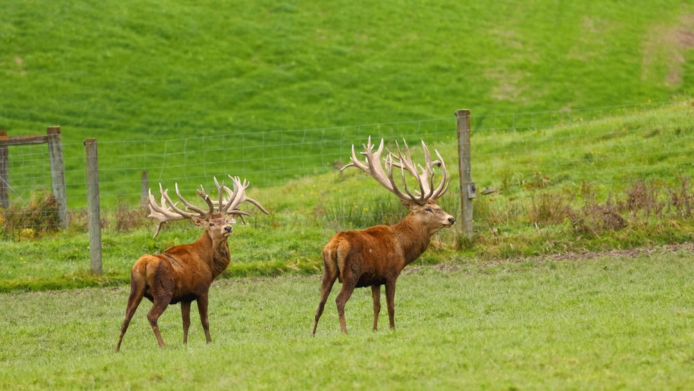 NZ Deer Velvet