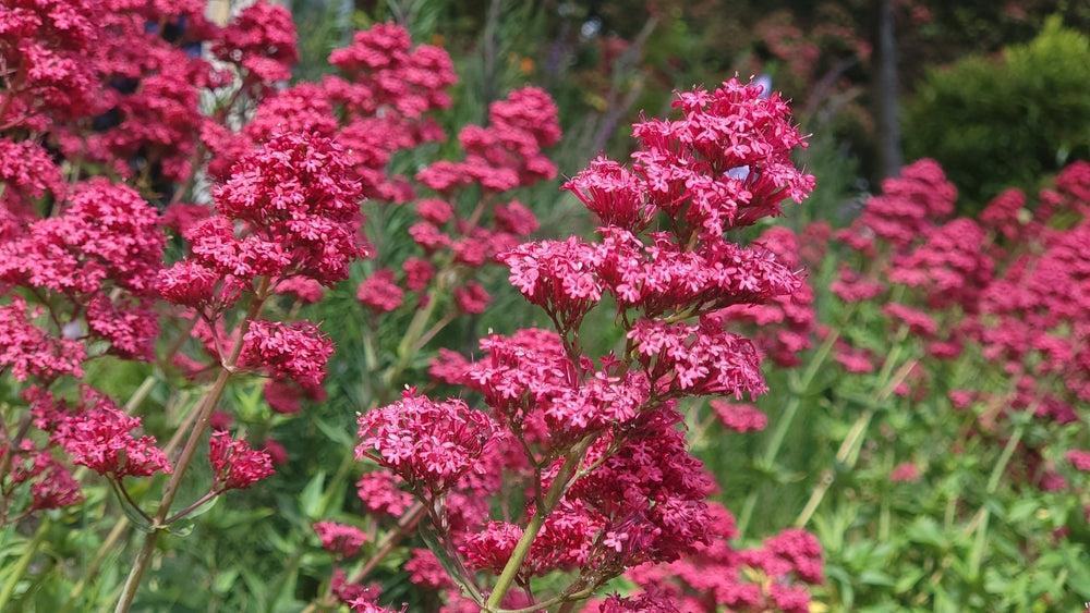 Valerian