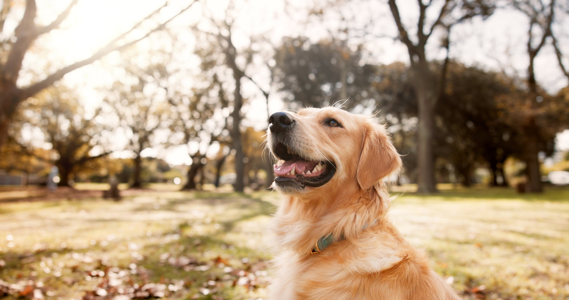 Shop All > Dogs