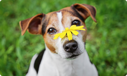 Pet Health