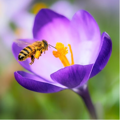 NZ Bee Pollen