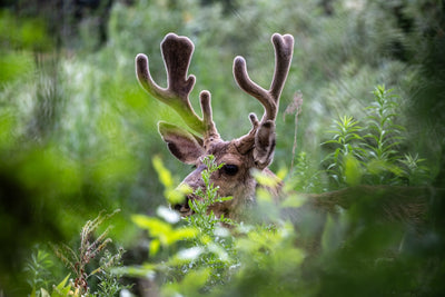 NZ Deer Velvet