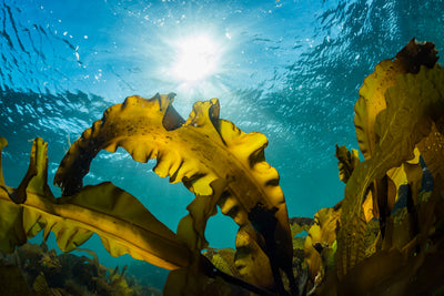 NZ Kelp