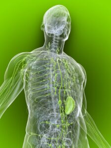 lymphatic system 13149932 2634566318