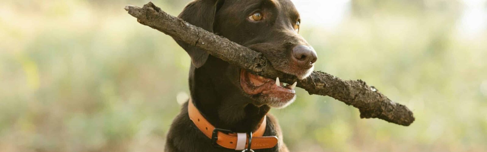 Canine Health, Outdoor Living Chasing Sticks