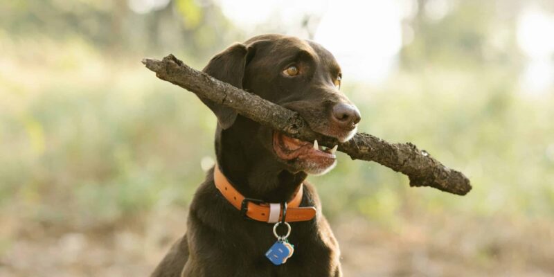 Canine Health, Outdoor Living Chasing Sticks