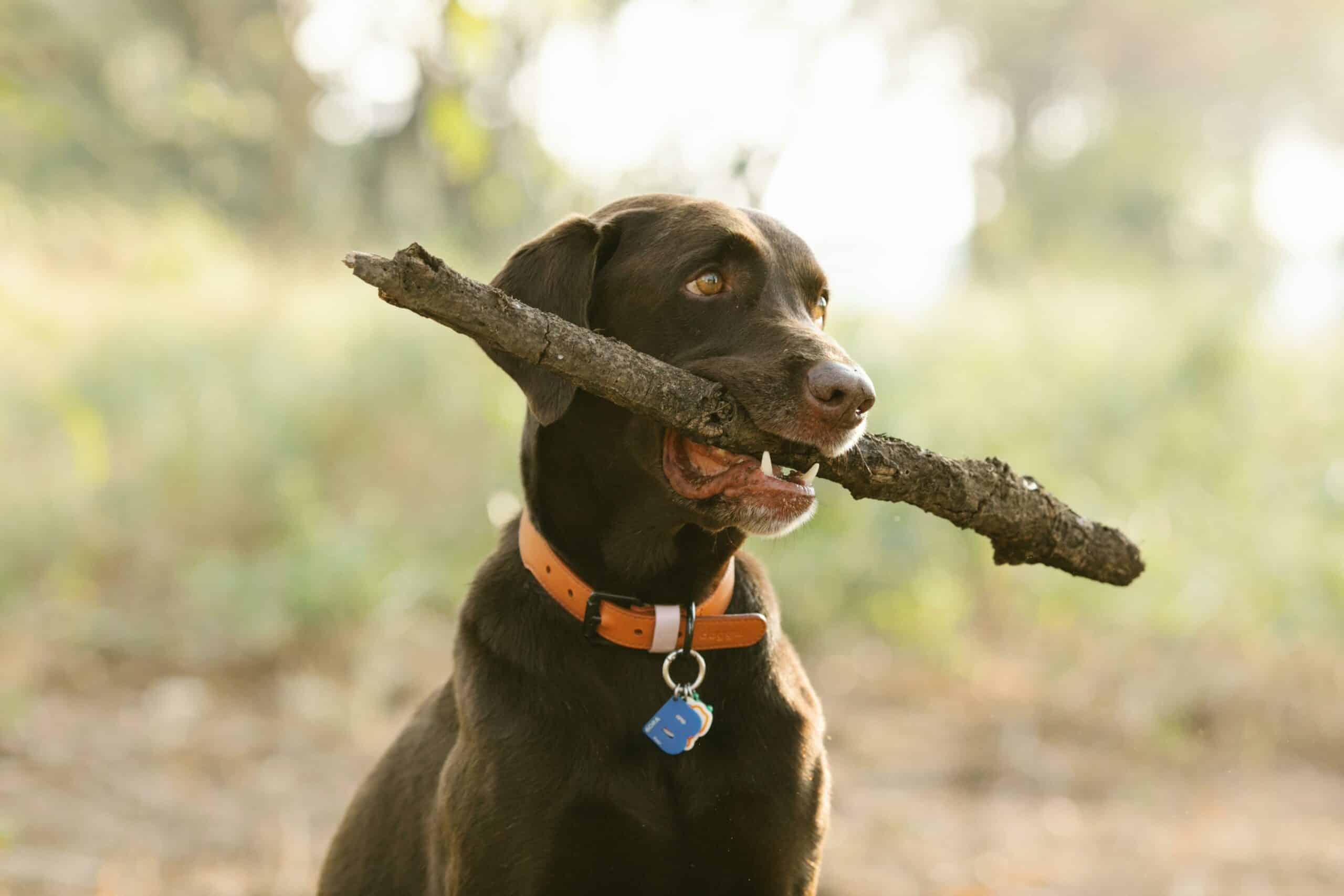 Canine health, outdoor living chasing sticks